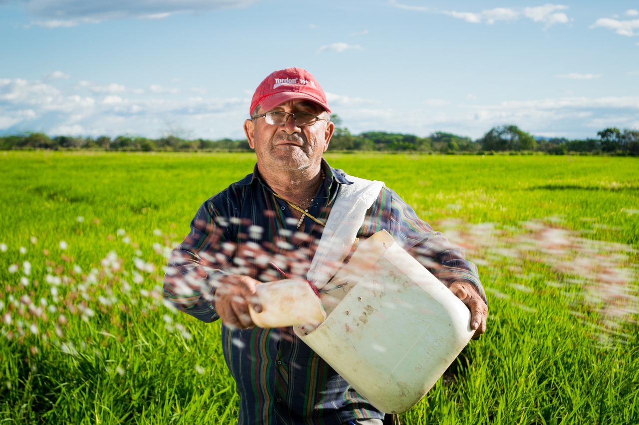 man, farmer, rice fields-452904.jpg